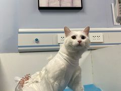 -纳吉亚猫专科动物诊疗中心(蒋宅口分院)