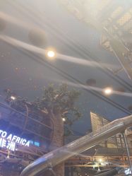 -卡通尼·Safari非洲探索乐园·生日会(金桥国际商业广场店)