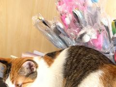 -宠颐生动物医院·心脏科·保险定点(锦阳分院)