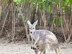 -泉州海丝野生动物世界