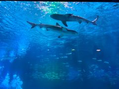 -海合安成都极地海洋公园