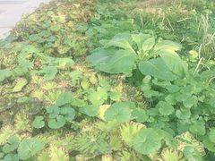 -南山植物园