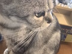 -猫猫幼稚园·撸猫·桌游·电玩