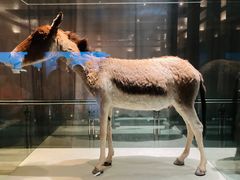 -青藏高原自然博物馆