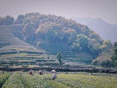 -龙坞茶村