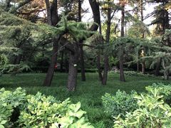 树木-景山公园