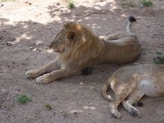 -西霞口神雕山野生动物世界