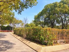 -新江湾城公园