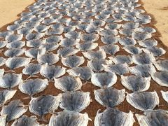 -尼甘布海鲜市场