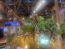 -卡通尼·Safari非洲探索乐园·生日会(金桥国际商业广场店)