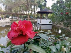 -深圳国际园林花卉博览园