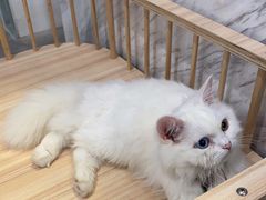 -楼上猫咖(罗湖店)