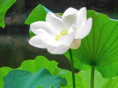 -苏州公园(双塔街道)