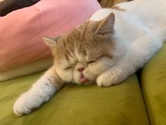 -滚猫咖啡·猫咖·猫友好撸猫(未来城店)