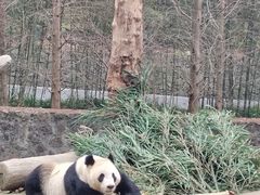 -都江堰中华大熊猫苑