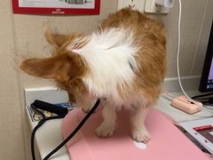 -安安宠医宠物医院·异宠·犬猫内科(岳阳分院)