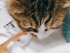 -PETKIT小佩宠物(古北店)