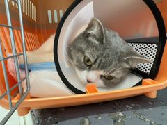 -关爱宠物医院·猫科中心·消化科(滨湖万达分院)