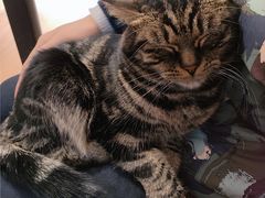 -这儿没有猫·猫咖萌宠馆·撸猫