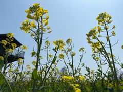 -苏州太湖西山岛开心农场