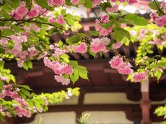 -西安青龙寺遗址景区