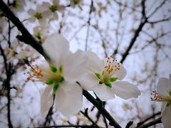 -桃花堤公园