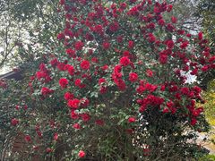 -天目湖涵田半山温泉