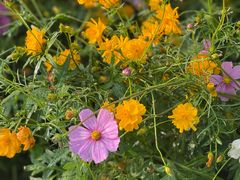 -春花秋色城市公园