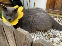 -喵屿·大理花园猫咖