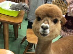 -藦茜花园宠物主题亲子互动体验馆(国顺东路店)