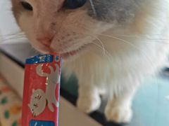 -楼上猫咖(罗湖店)