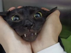 -创凡宠物医院·骨专科  猫科中心(西乡分院)