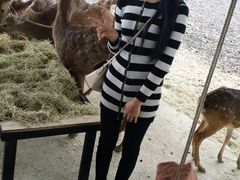 -鹿境梅花鹿生态园区