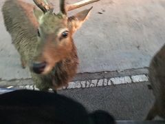 -清迈夜间动物园