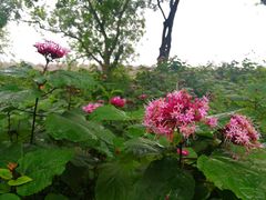 -张坝桂圆林公园