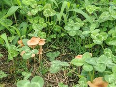 -七的湖·晚芳亭·阳澄湖农家菜·大闸蟹(莲花岛店)