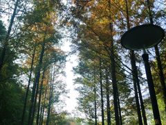 -重庆彩云湖湿地公园