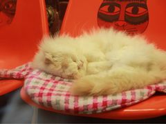 -猫咪博物馆(顶澳仔猫街店)