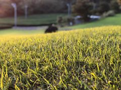 -雪绿茶博物馆
