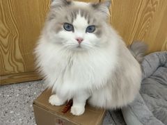 -四月宠物医院·猫专科·心脏专科·内科(转塘店)