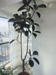 -HEYAN荷妍专业脱毛连锁机构