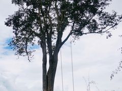 -大树秋千