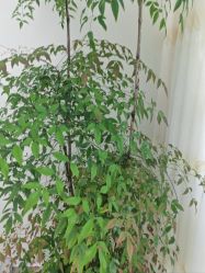 -HEYAN荷妍专业脱毛连锁机构