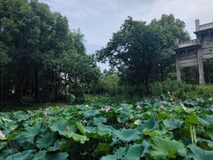 -西溪国家湿地公园