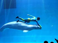 -芜湖新华联大白鲸海洋公园