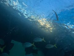 -悉尼海洋生物水族馆