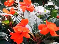 -北京植物园-展览温室