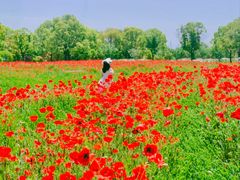 -花开海上生态园