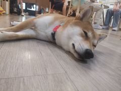 -柴迷FANS CLUB·柴犬狗咖·猫咖