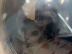 -瑞派·关忠动物医院·猫专科·犬专科(三环新城店)